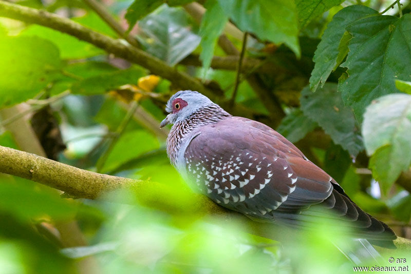 Pigeon roussard, identification