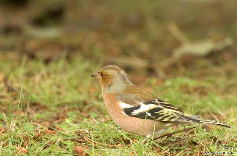 Eurasian Chaffinch male adult, identification