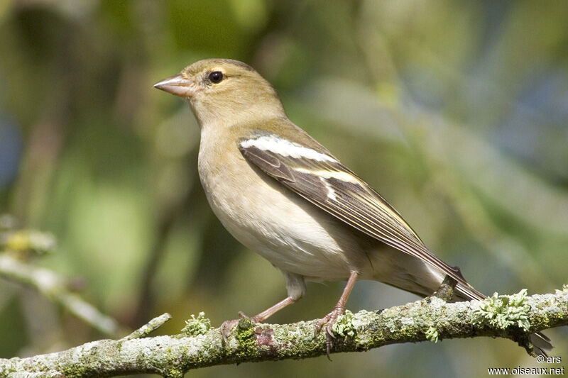 Pinson des arbres femelle adulte, identification