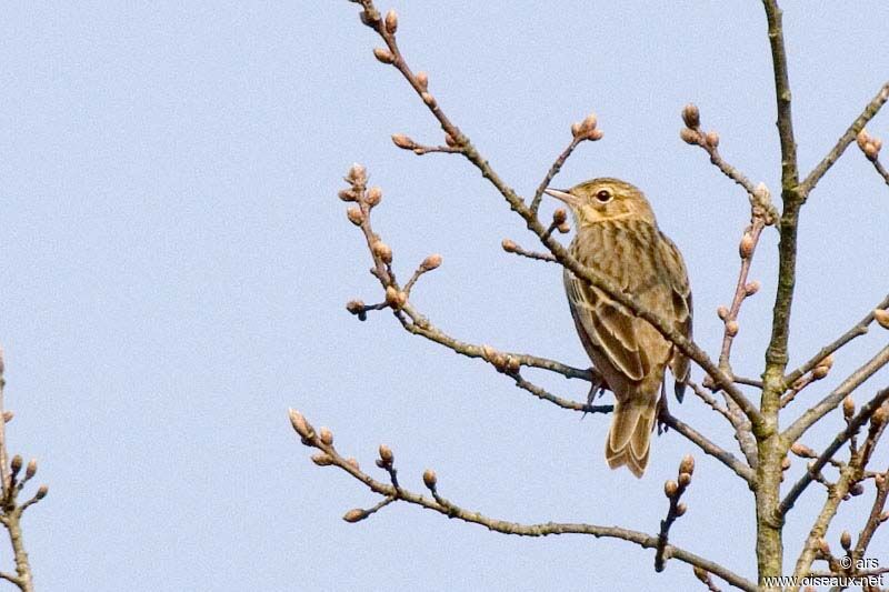 Pipit des arbres, identification