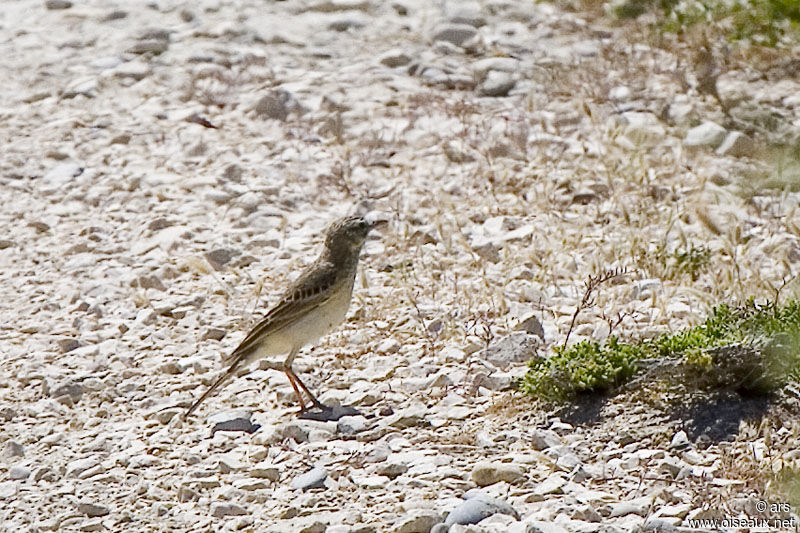 Pipit rousseline, identification