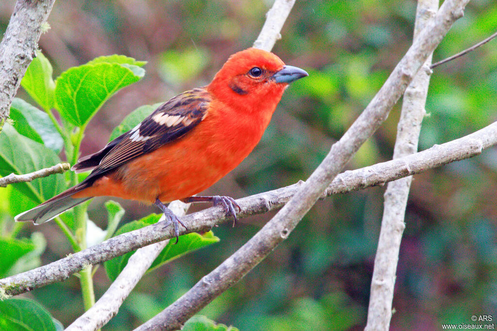 Flame-colored Tanager