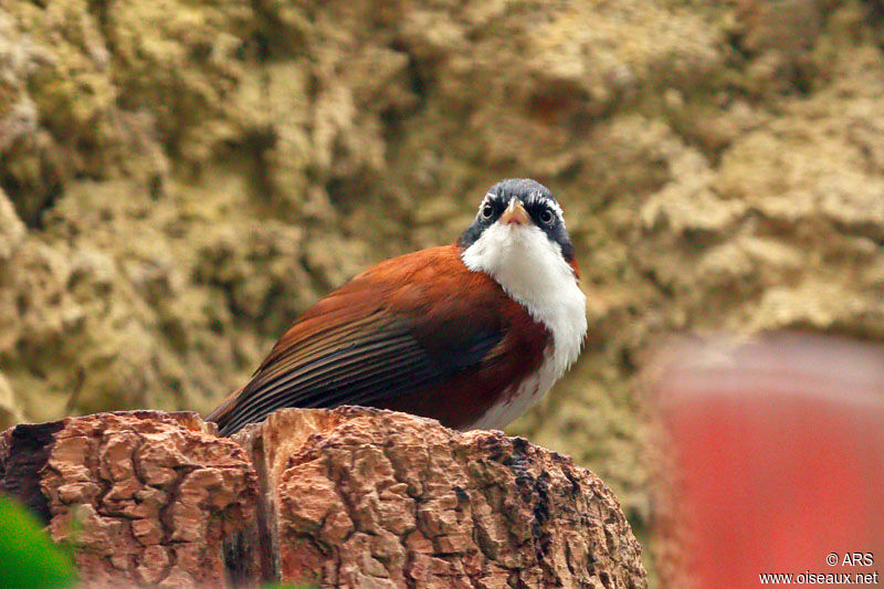 Pomatorhin à dos marron, identification