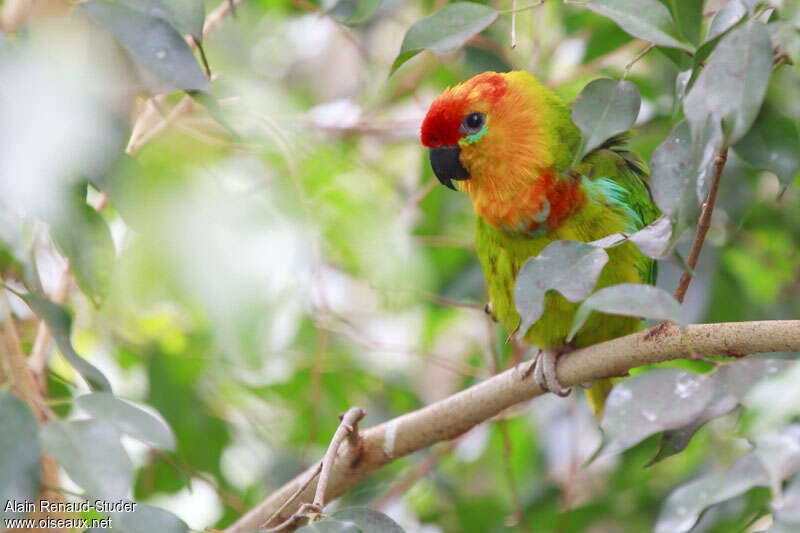 Large Fig Parrotadult, close-up portrait