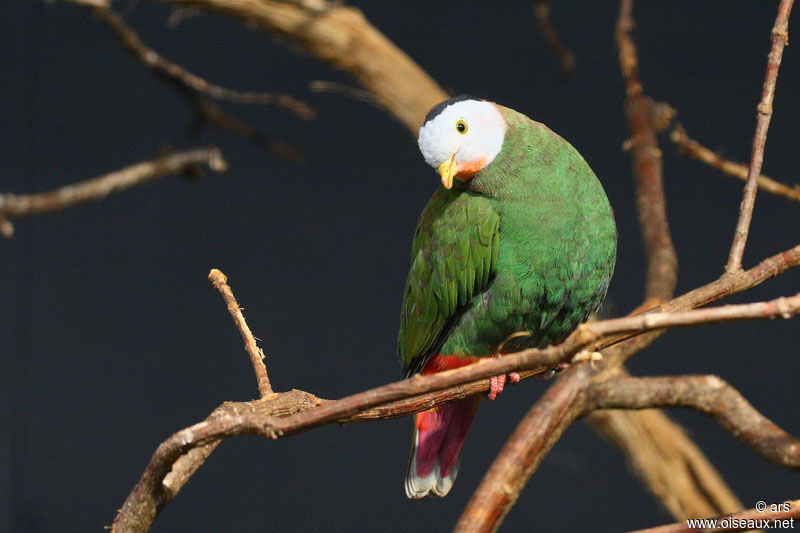 Black-naped Fruit Dove male, identification