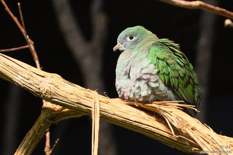 Black-naped Fruit Dove female, identification