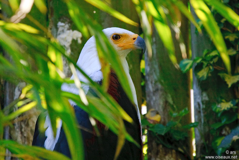 African Fish Eagle, identification