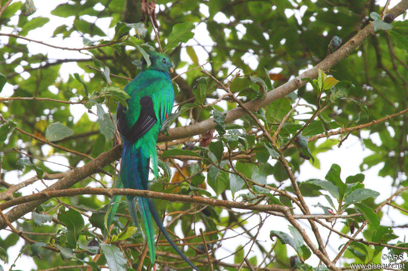 Quetzal resplendissant mâle adulte, identification