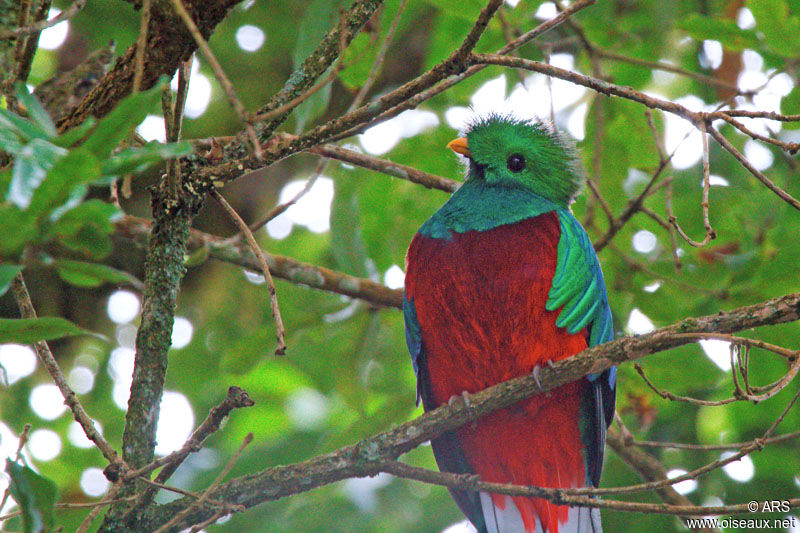 Resplendent Quetzal male adult, identification