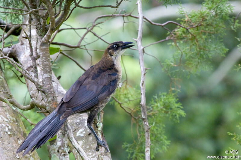 Great-tailed Gracklejuvenile, identification