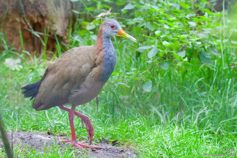 Giant Wood Rail, identification