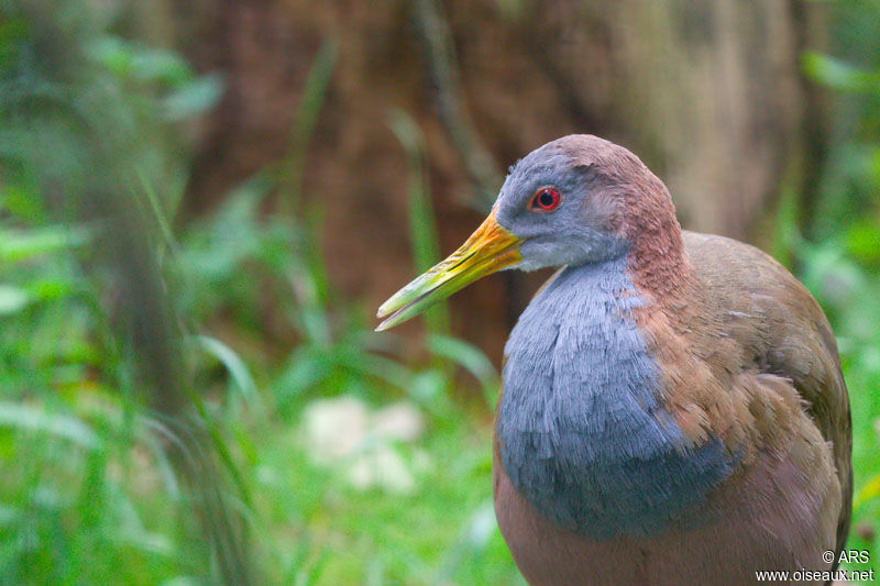 Giant Wood Rail, identification