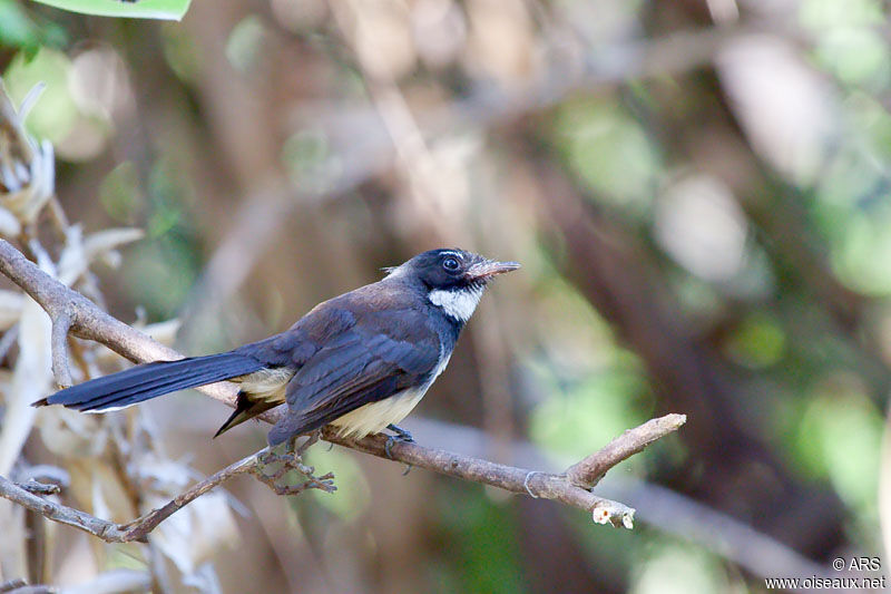 Malaysian Pied Fantail, identification