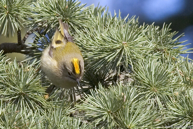 Goldcrest, identification