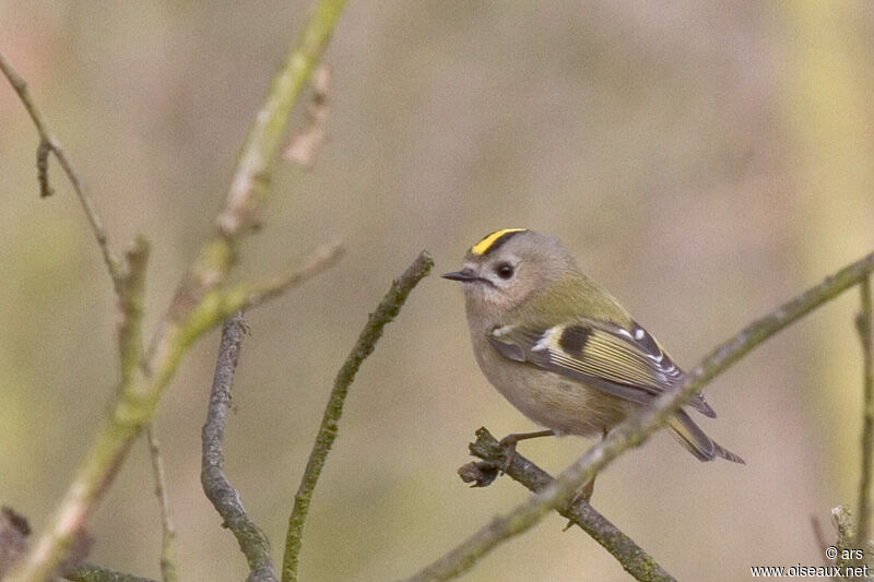 Roitelet huppé, identification