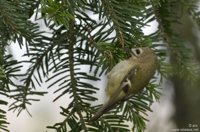 Goldcrest, Behaviour