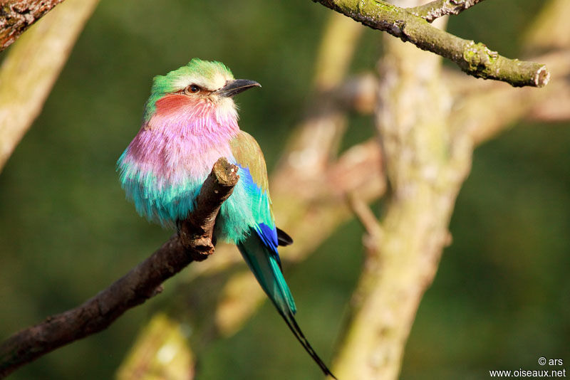 Lilac-breasted Roller, identification