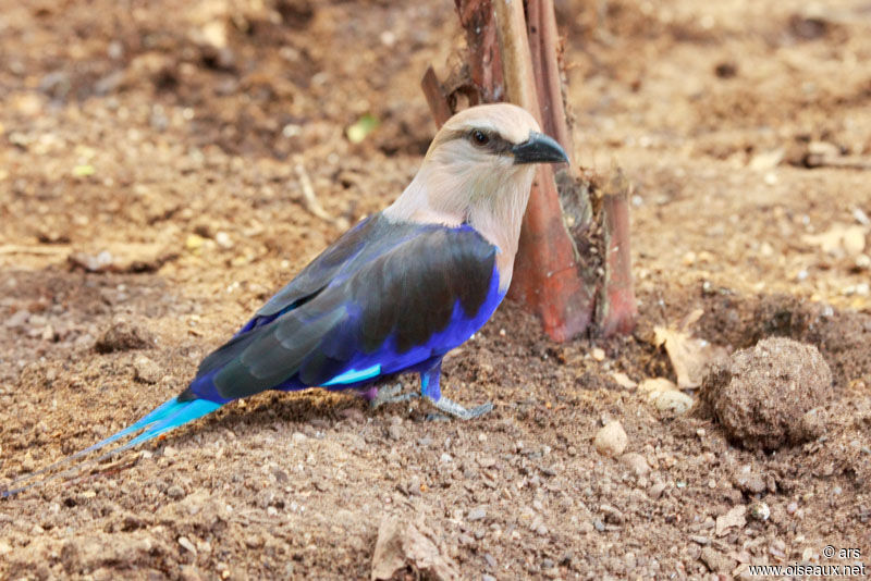 Blue-bellied Roller, identification