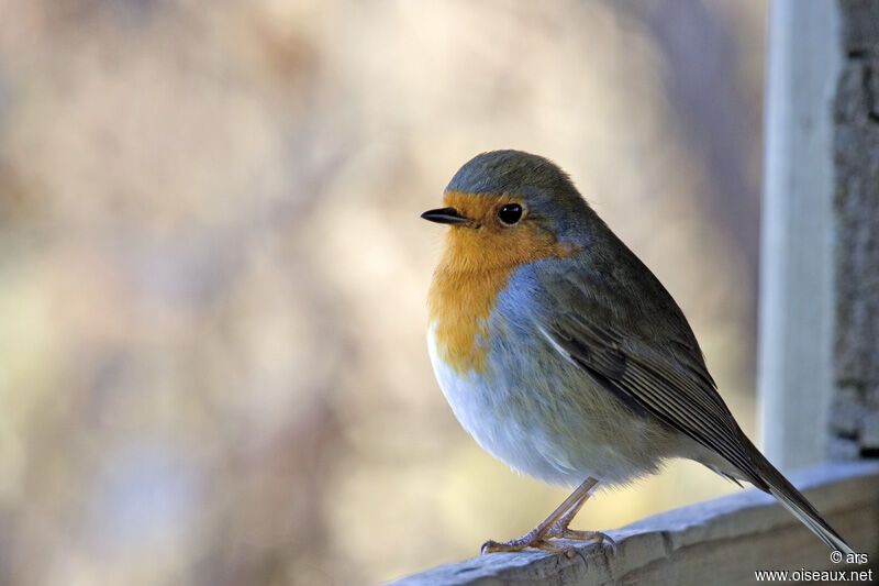 Rougegorge familier, identification