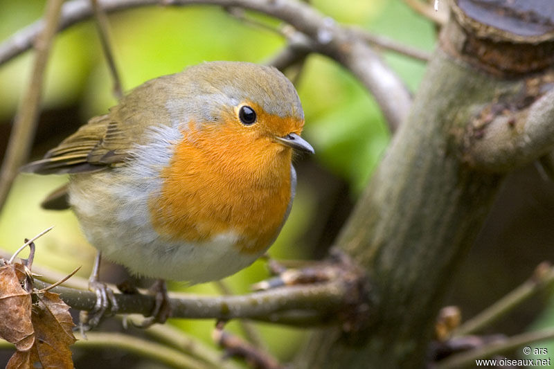 European Robin, identification