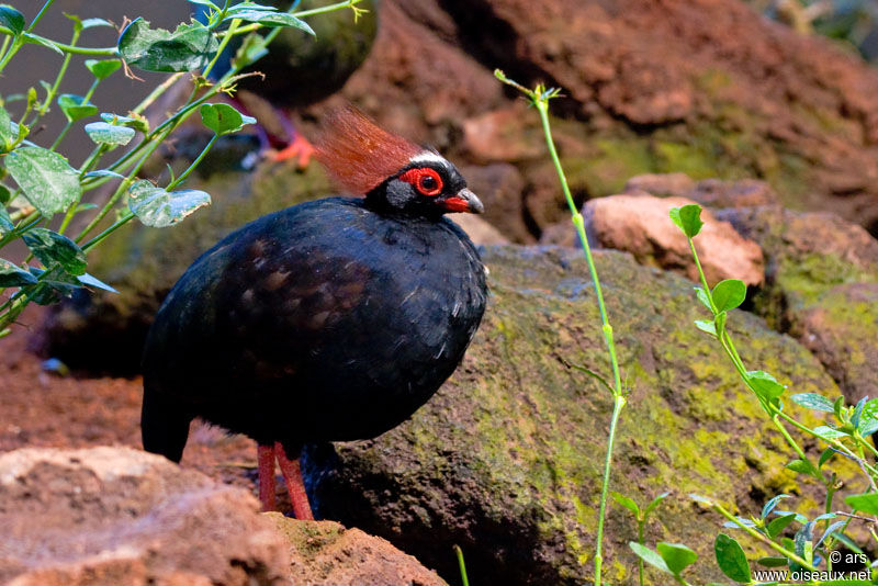 Crested Partridge male, identification