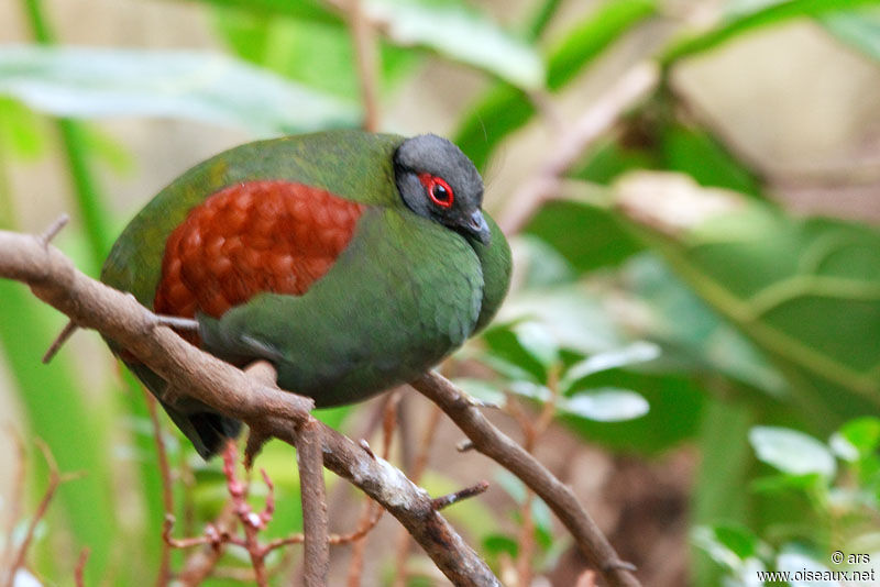 Crested Partridge female, identification