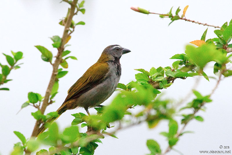 Buff-throated Saltator, identification