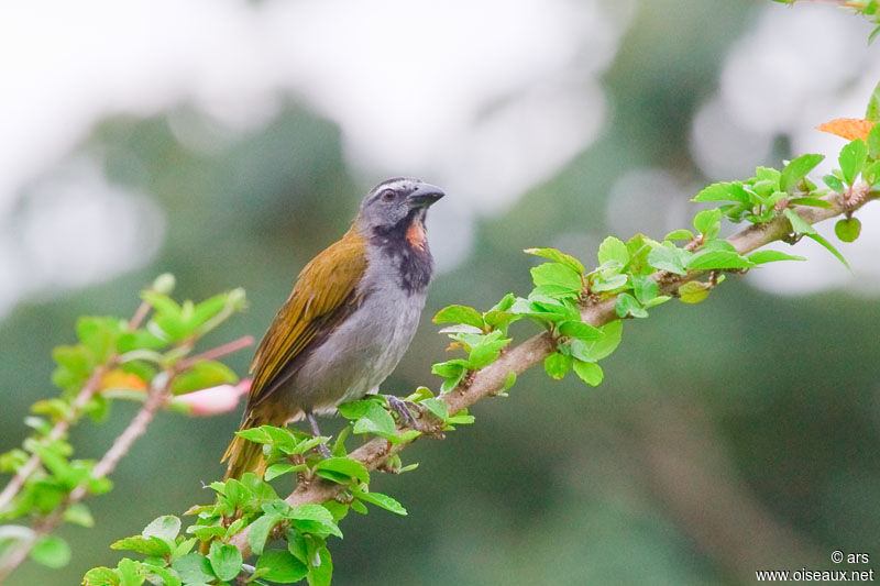 Buff-throated Saltator, identification