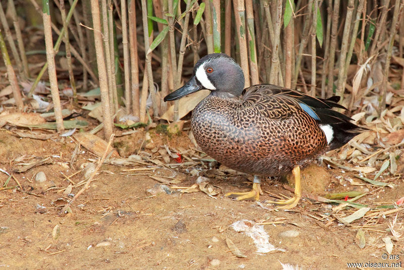 Sarcelle à ailes bleues, identification