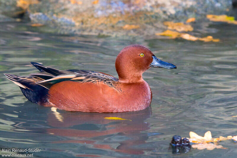 Cinnamon Teal, identification