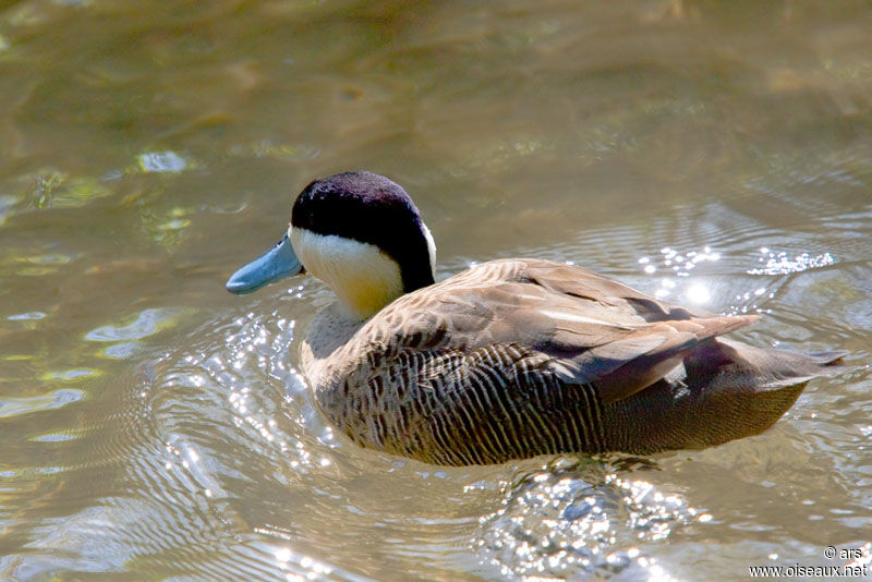 Puna Teal, identification