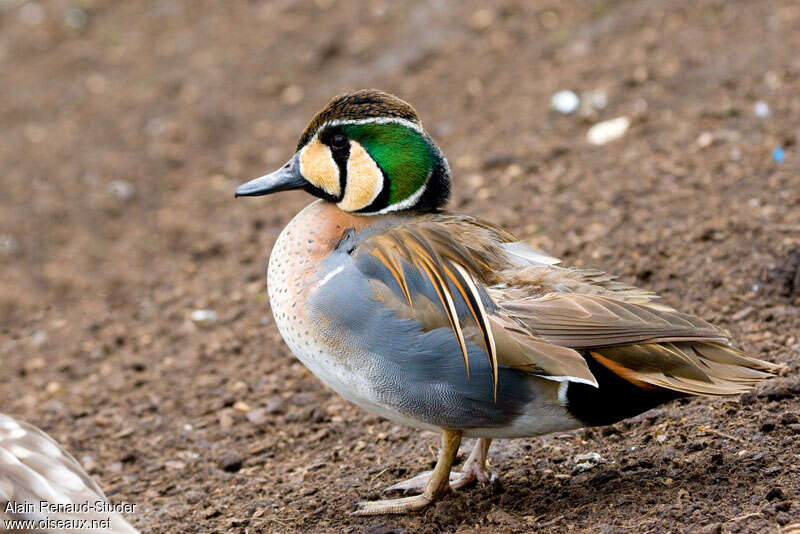 Baikal Teal male adult, identification