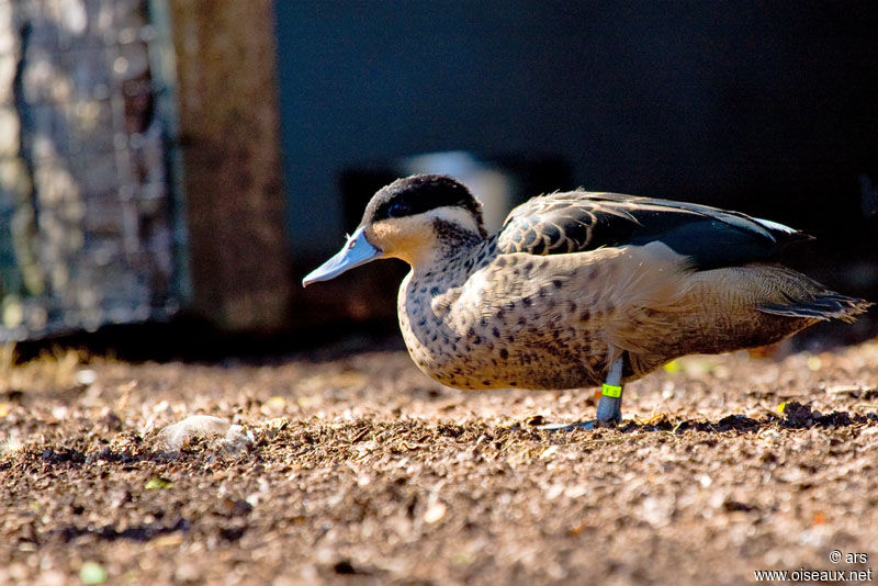 Blue-billed Teal, identification