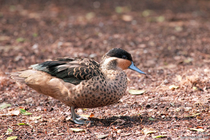 Sarcelle hottentote, identification