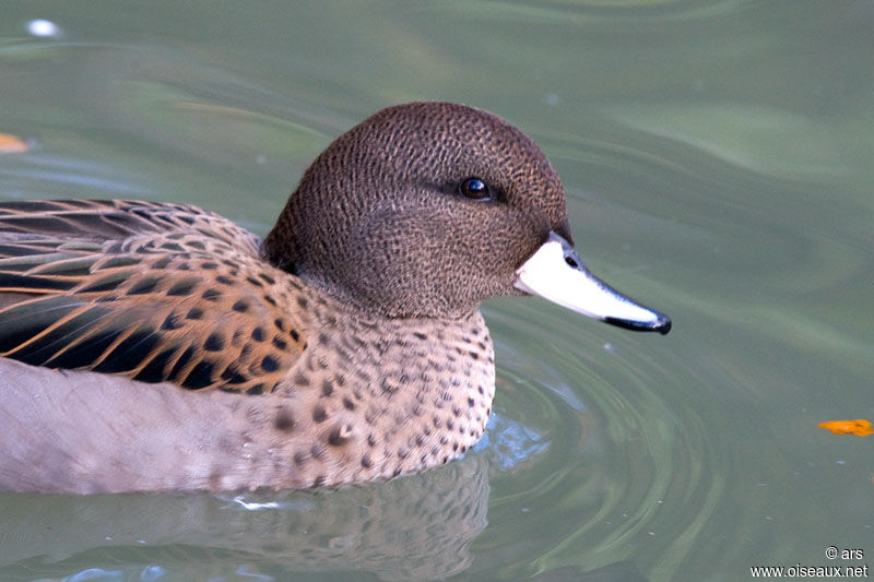 Sarcelle tachetée, identification