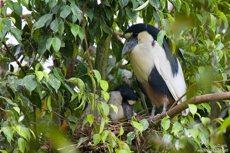 Boat-billed Heron, identification