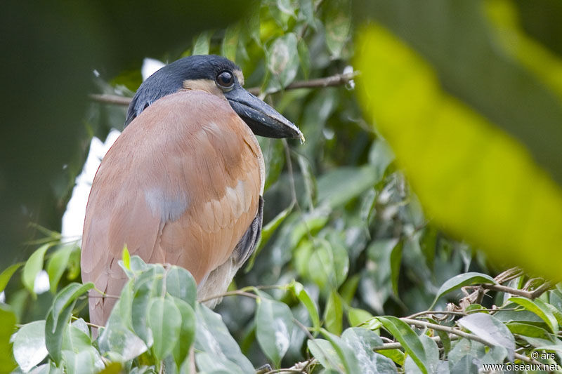 Boat-billed Heron, identification