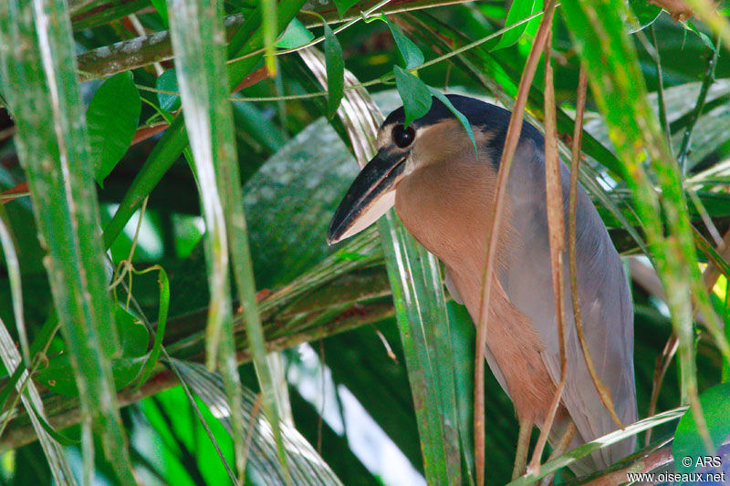 Boat-billed Heron, identification