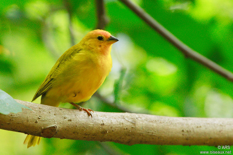 Saffron Finch, identification