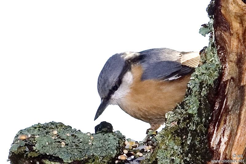 Eurasian Nuthatch, identification