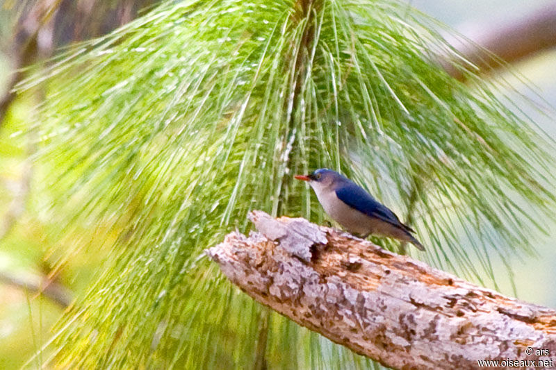 Velvet-fronted Nuthatch, identification