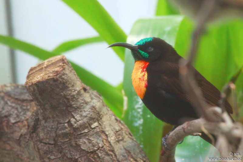 Scarlet-chested Sunbird male, identification