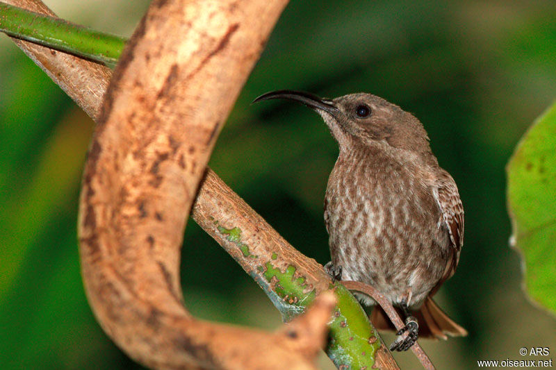 Scarlet-chested Sunbird female adult, identification