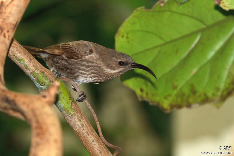 Souimanga à poitrine rouge femelle adulte, identification