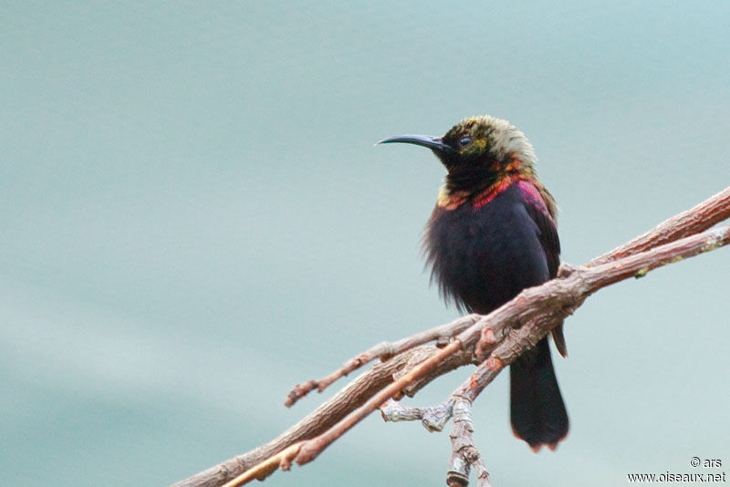 Copper Sunbird male, identification