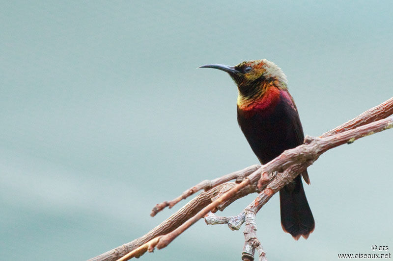 Copper Sunbird male, identification