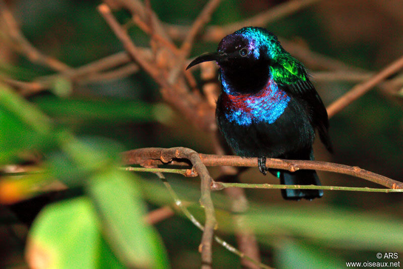 Splendid Sunbird male adult, identification