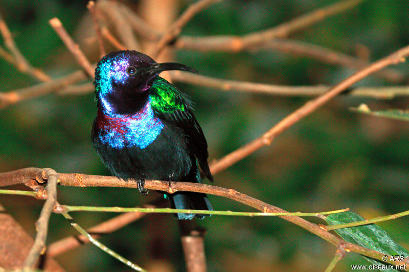 Splendid Sunbird male adult, identification