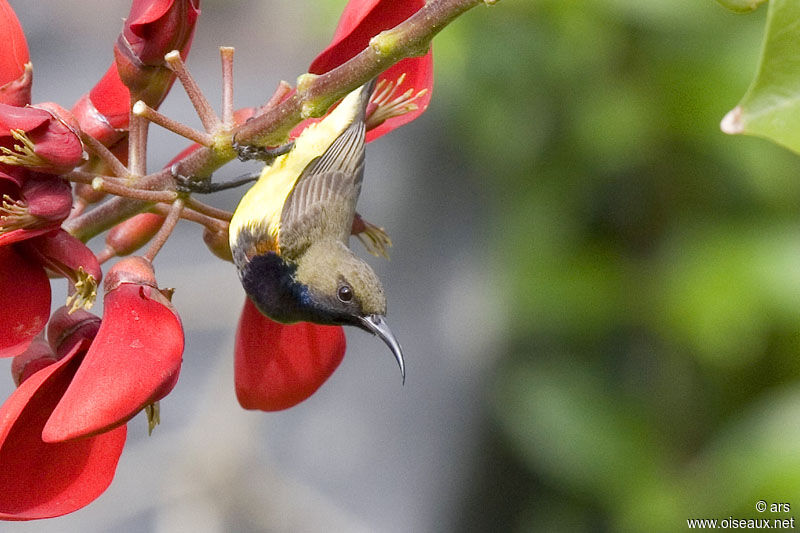 Ornate Sunbird, identification