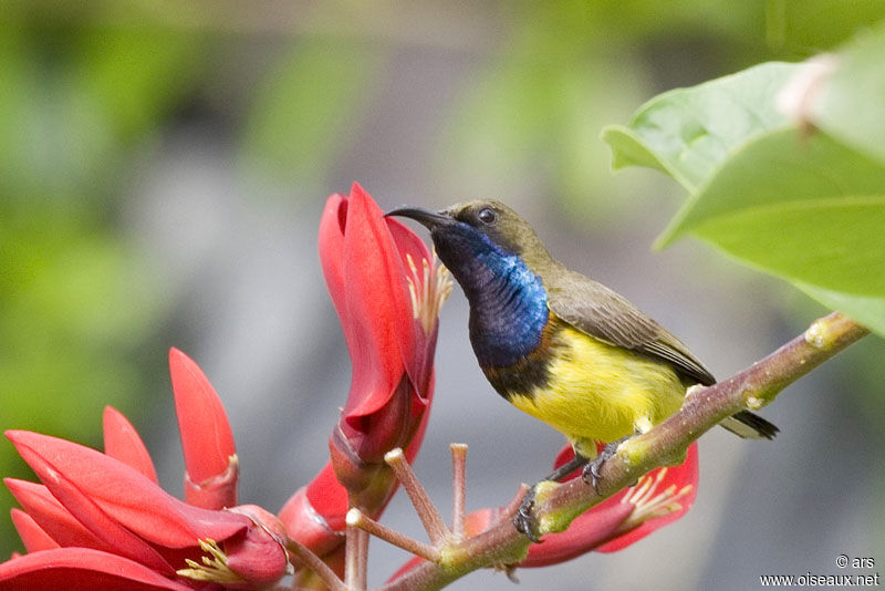 Ornate Sunbird, identification